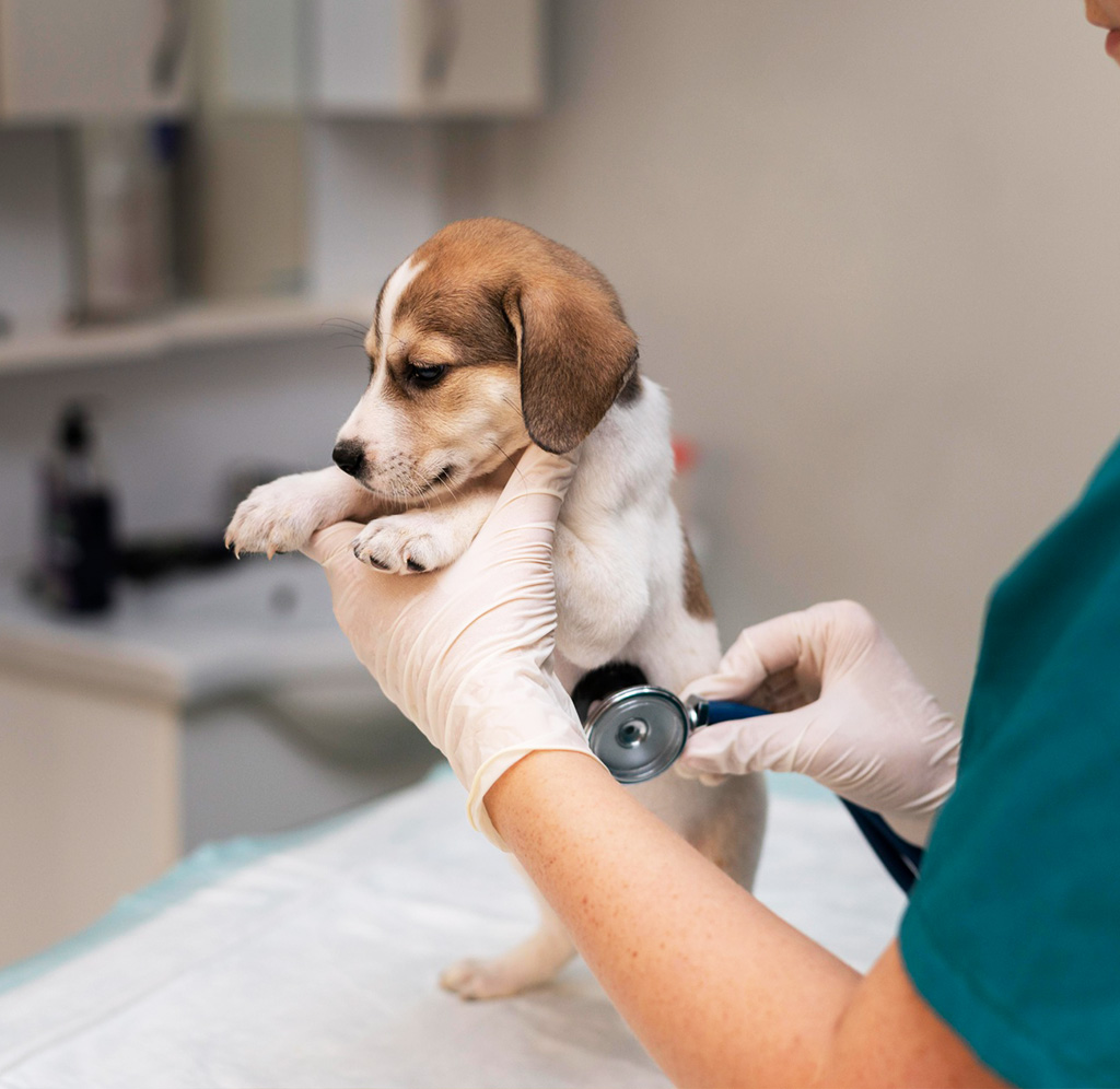 La primer visita del cachorro
