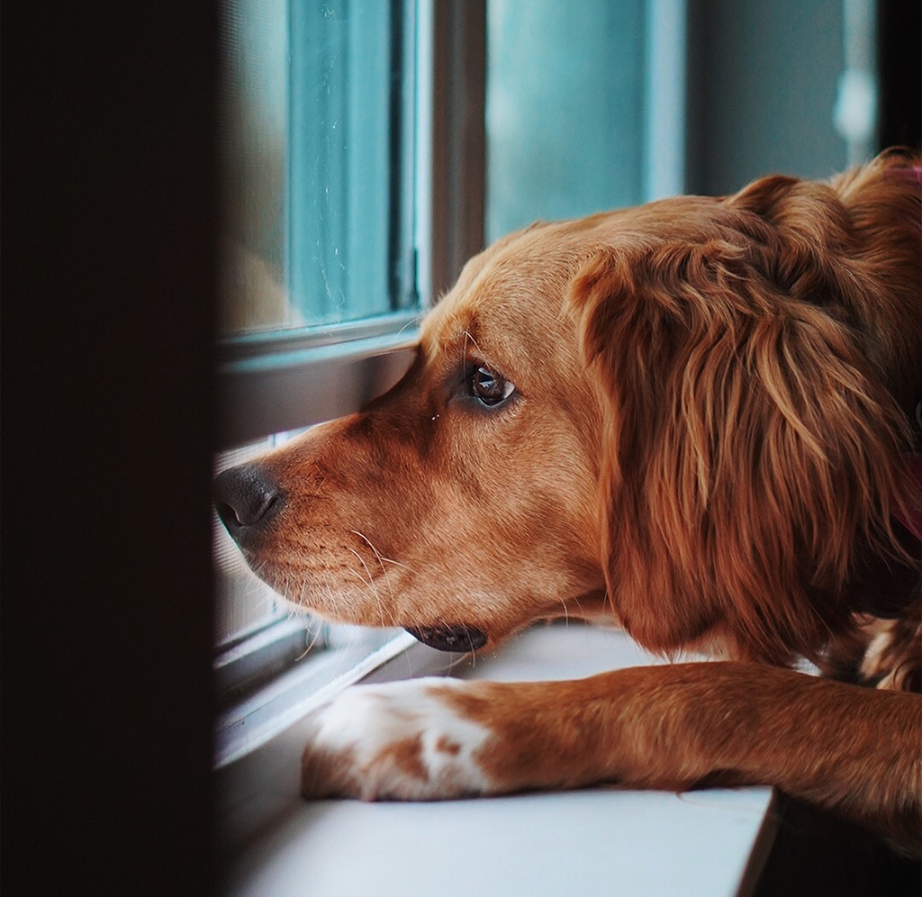¿Qué estresa a su perro?