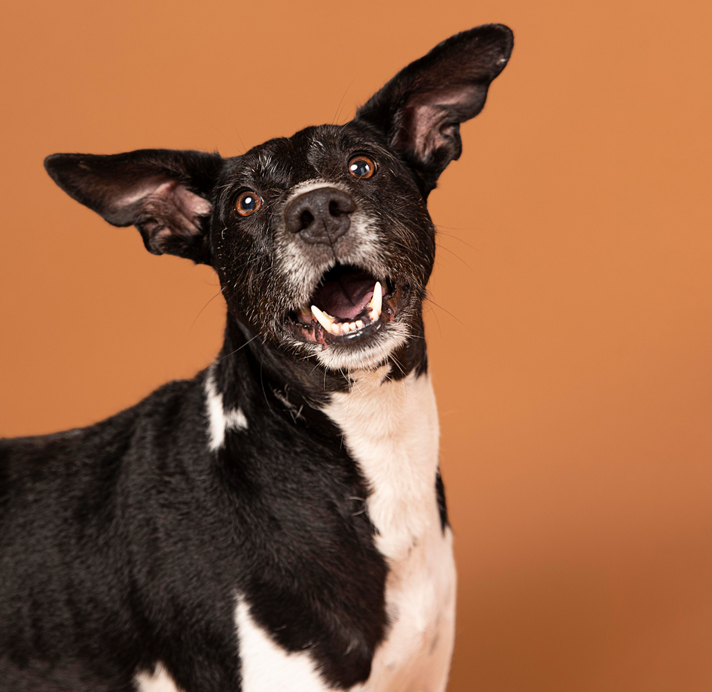 Inteligencia canina revelada